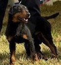 Chiots disponibles.