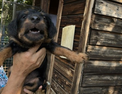 de la horde des matondus - Chiots disponibles - Terrier de chasse allemand