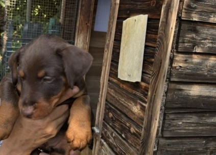 de la horde des matondus - Chiots disponibles - Terrier de chasse allemand