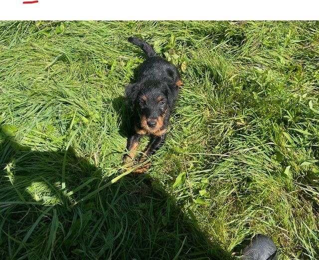 de la horde des matondus - Terrier de chasse allemand - Portée née le 04/05/2025